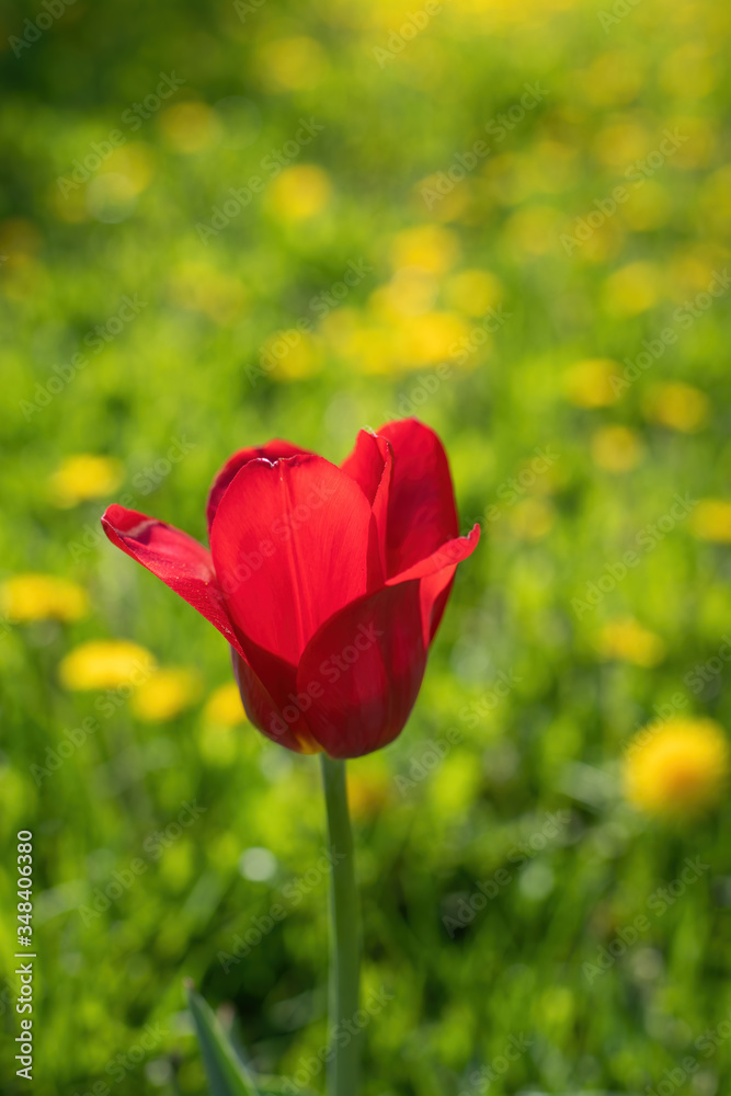 Obraz premium Red flower tulip close up
