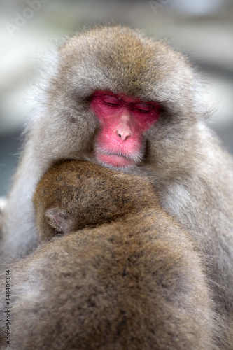 A Snow monkey and child (Japanese Macaque) sitting alongside a hot spring, Nakano, Japan.  © Grantat