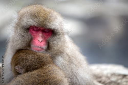 A Snow monkey and child (Japanese Macaque) sitting alongside a hot spring, Nakano, Japan.  © Grantat