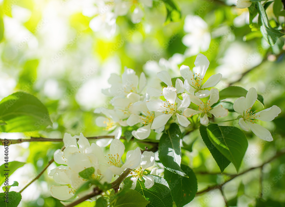 Branch of a blossoming apple tree Branch of a blossoming apple tree