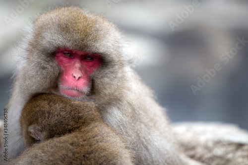 A Snow monkey and child  Japanese Macaque  sitting alongside a hot spring  Nakano  Japan. 