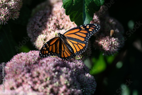 Monarch butterfly © Jerzy