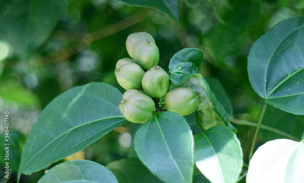 Coccoloba spicata Lundell tree in Indonesia. Coccoloba spicata Lundell tree in Indonesia.