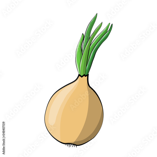 Illustration of a fresh onion isolated on a white background. Vegetables for the kitchen from the garden. Organic vegetables for a healthy diet.