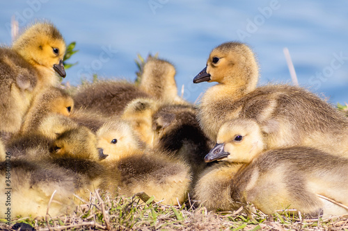 Goslings are enjoying springtime on green grass © Yan