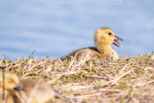 Goslings are enjoying springtime on green grass