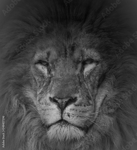 Close-up Of Majestic Lion