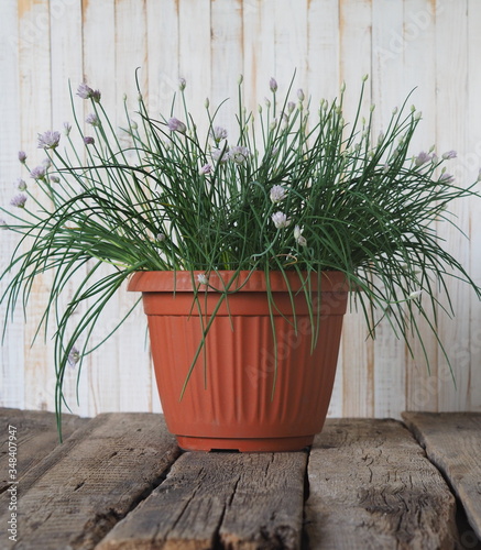 Plant world. A decorative onion in a brown pot bloomed with lilac flowers . photo