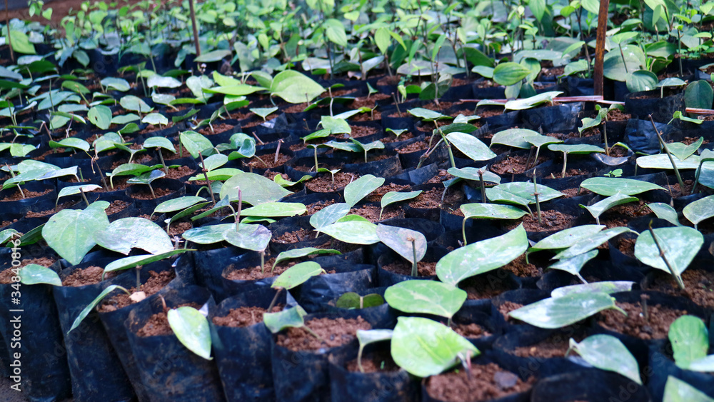 Pepper seeds in polybags in Indonesia.
Pepper seeds in polybags in Indonesia.