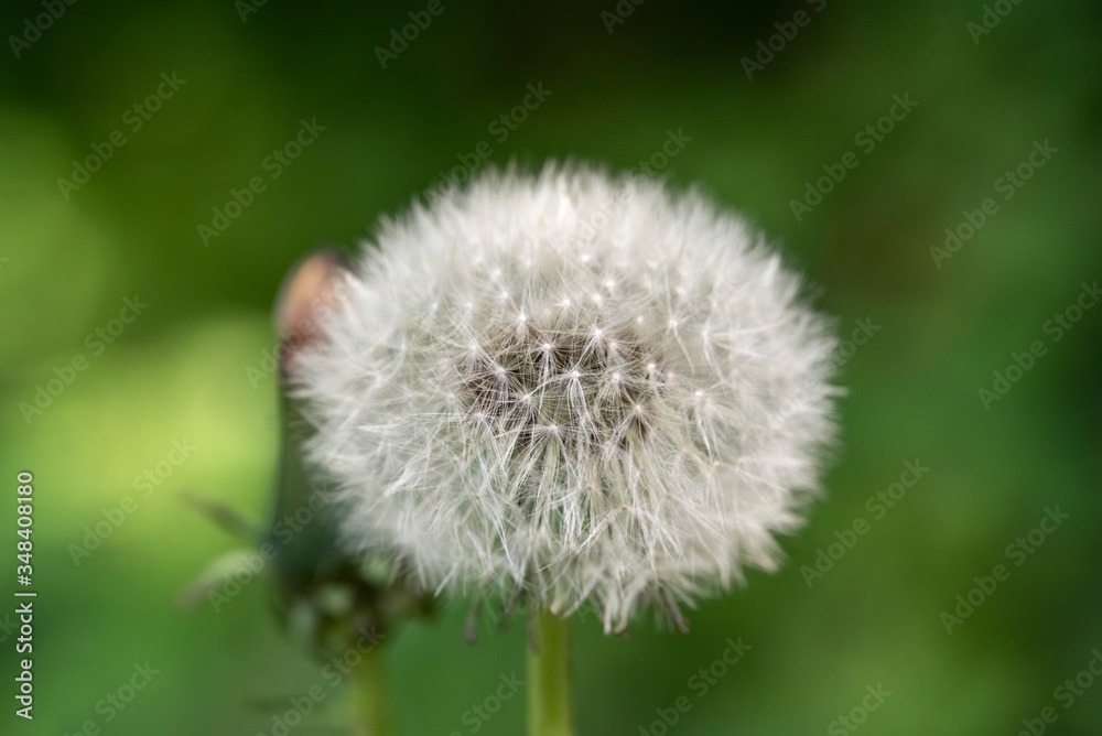 White fluffy dandelions, natural green blurred spring background, selective focus. White fluffy dandelions, natural green blurred spring background, selective focus.