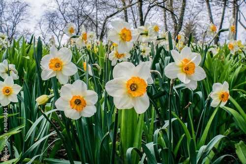 Fototapeta Naklejka Na Ścianę i Meble -  Daffodils in spring garden new york
