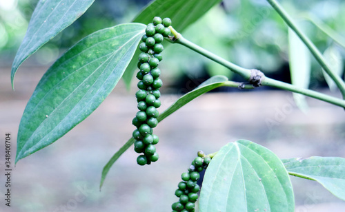 Black pepper grow on tree in Indonesia.