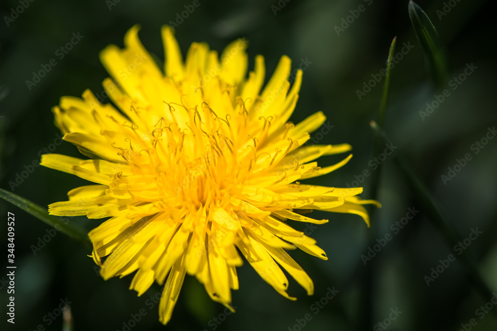 Yellow dandelion flower closeup. Petals grow among green grass on lawn. Yellow dandelion flower closeup. Petals grow among green grass on lawn.