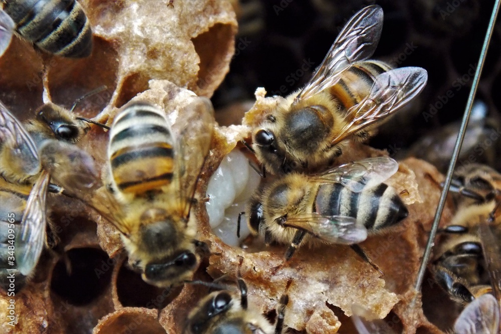 Bees (Apis mellifera) feeding their sister 