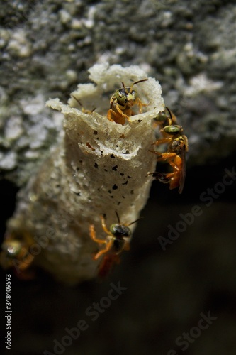 Entrance to community in native bees colony (stingless bees) Tetragonisca angustula photo