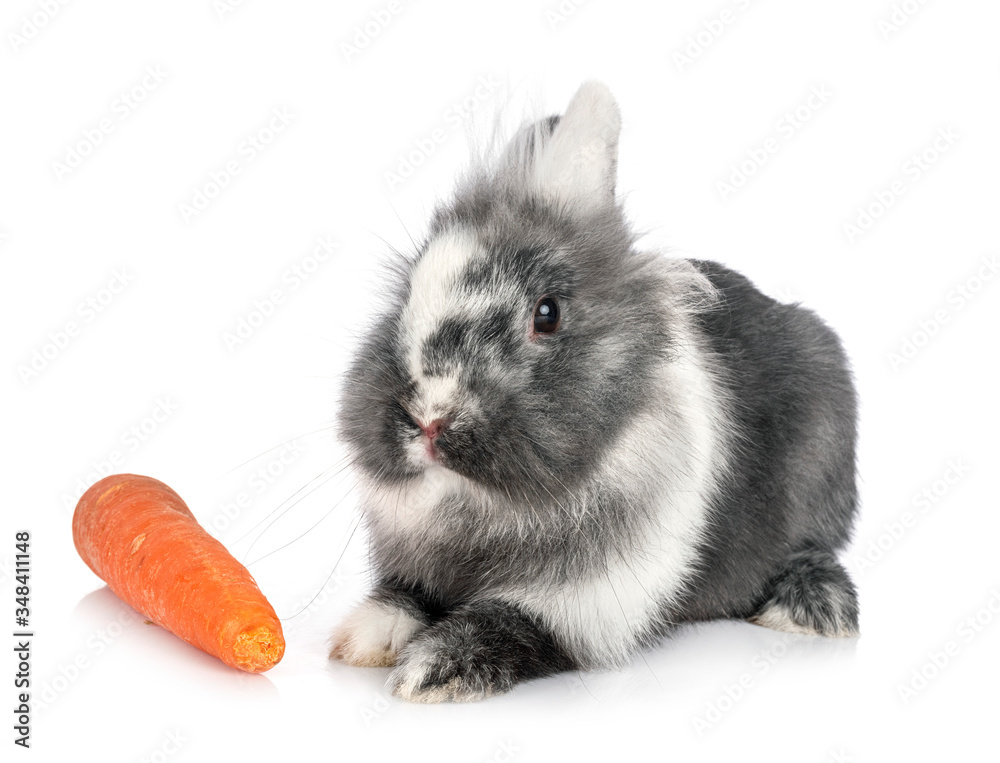 dwarf rabbit in studio dwarf rabbit in studio