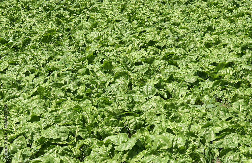 Sugar beets leaves Sugar beets leaves