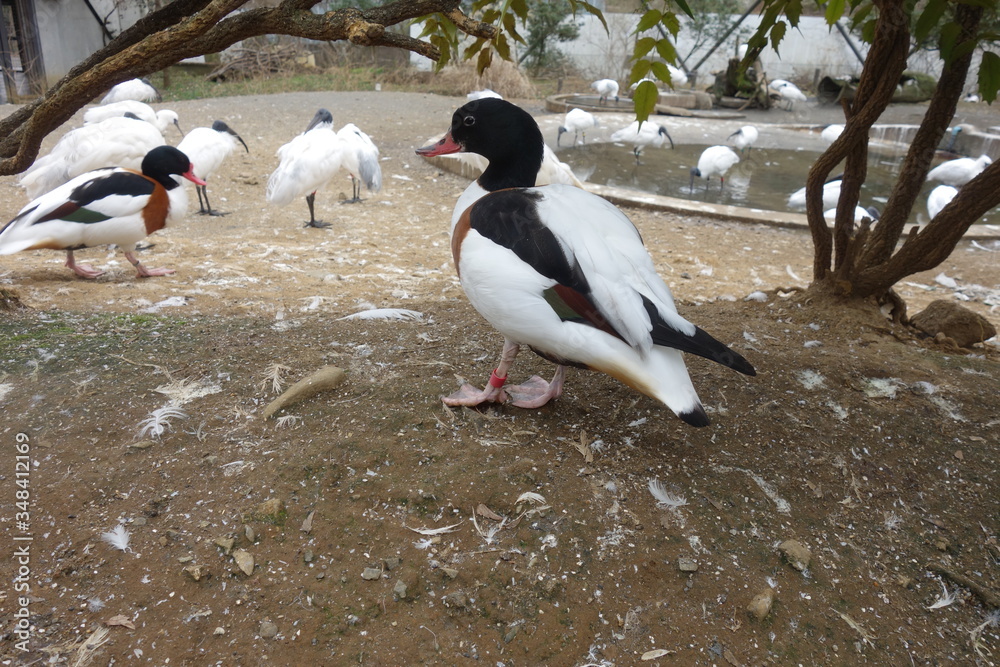 Fototapeta premium 日本の動物園のツクシガモ