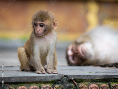 Monkey Cub looking Away with his Mother in the background, Kathmandu, Nepal © JBLens
