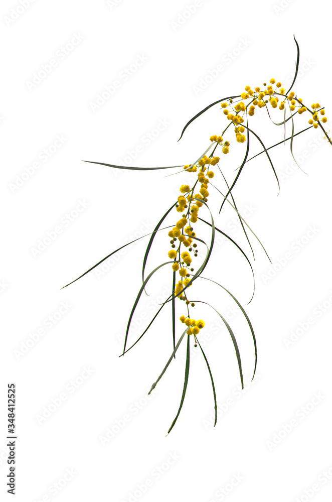 Close up of Acacia saligna Close up of Acacia saligna