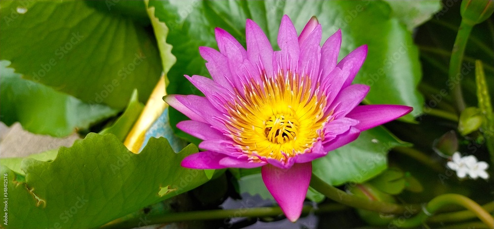 pink lotus flower