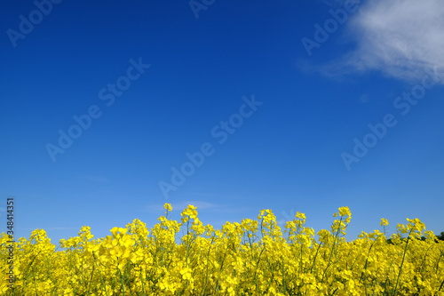 Gelbe Rapsblüten unter blauem Himmel