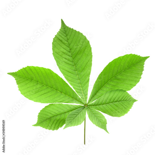 leaf of chestnut isolated on white background