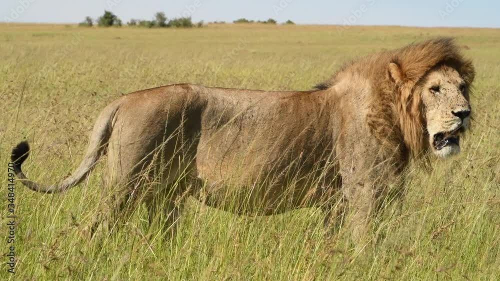 Majestic African lion stands in the high grass with distant horizon. Majestic African lion stands in the high grass with distant horizon.