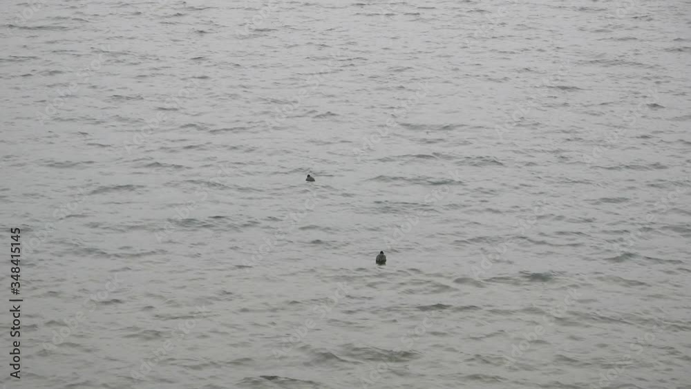 Two small ducks bobbing on small waves, Lake Chuzenji, Nikko, Tochigi, Japan. Two small ducks bobbing on small waves, Lake Chuzenji, Nikko, Tochigi, Japan.