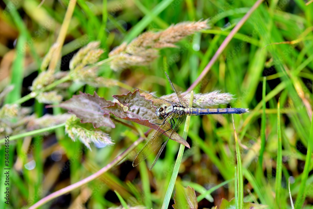 Dragonfly((Orthetrum luzonicum) in the Taiwan. Dragonfly((Orthetrum luzonicum) in the Taiwan.