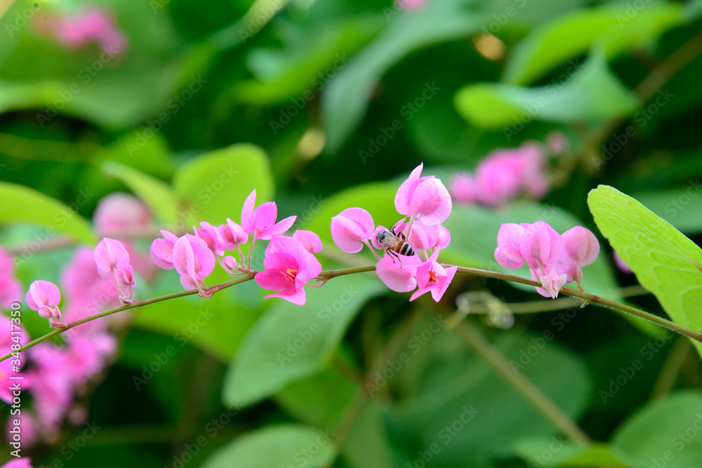 Close up of a bee on a pink flower. Soft focus background. Green leaves background. Bee collecting honey. Blooming pink flower. Close up of a bee on a pink flower. Soft focus background. Green leaves background. Bee collecting honey. Blooming pink flower.