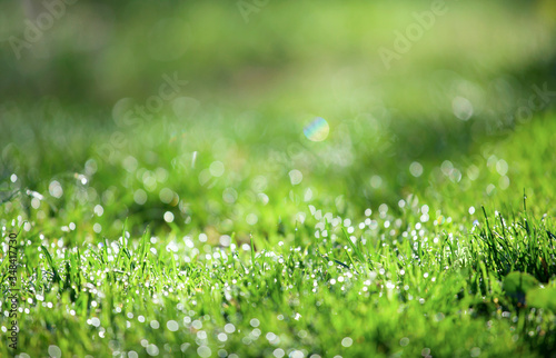 green grass with shiny dew drops at morning sun. freshness nature sun light background with copy space 