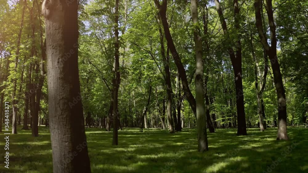Walking through summer forest in the morning. Slowly panning across a park at sunrise 4k Walking through summer forest in the morning. Slowly panning across a park at sunrise 4k