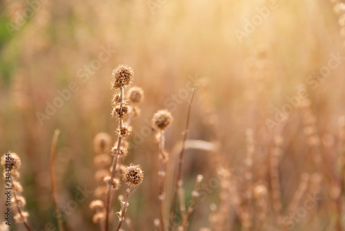 dry yellow autumn grass close-up on the background of the field copy space. dried thistles © Асель Иржанова