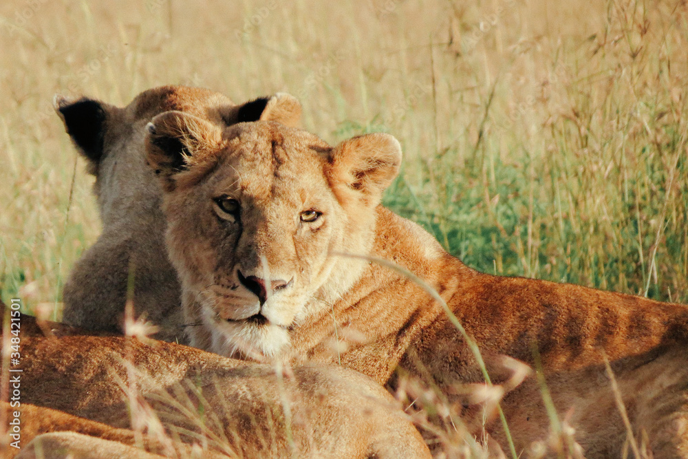 Obraz premium lioness sitting in savannah grass in Masai Mara National Reserve, Kenya