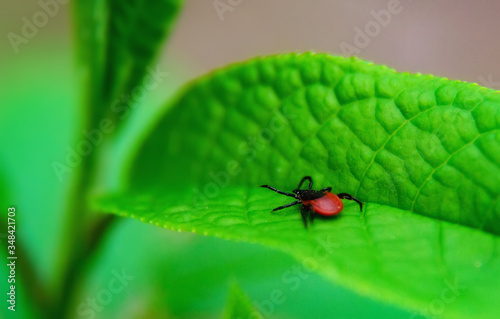 ixodic ticks attack close up. Macro photo. Natural composition photo