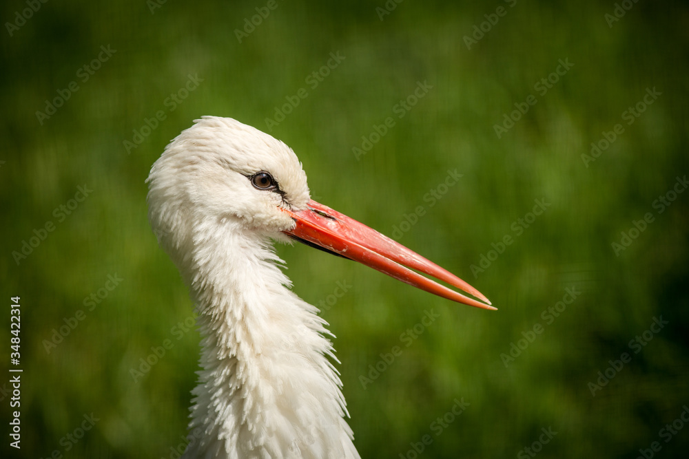 Fototapeta premium white stork portrait in nature