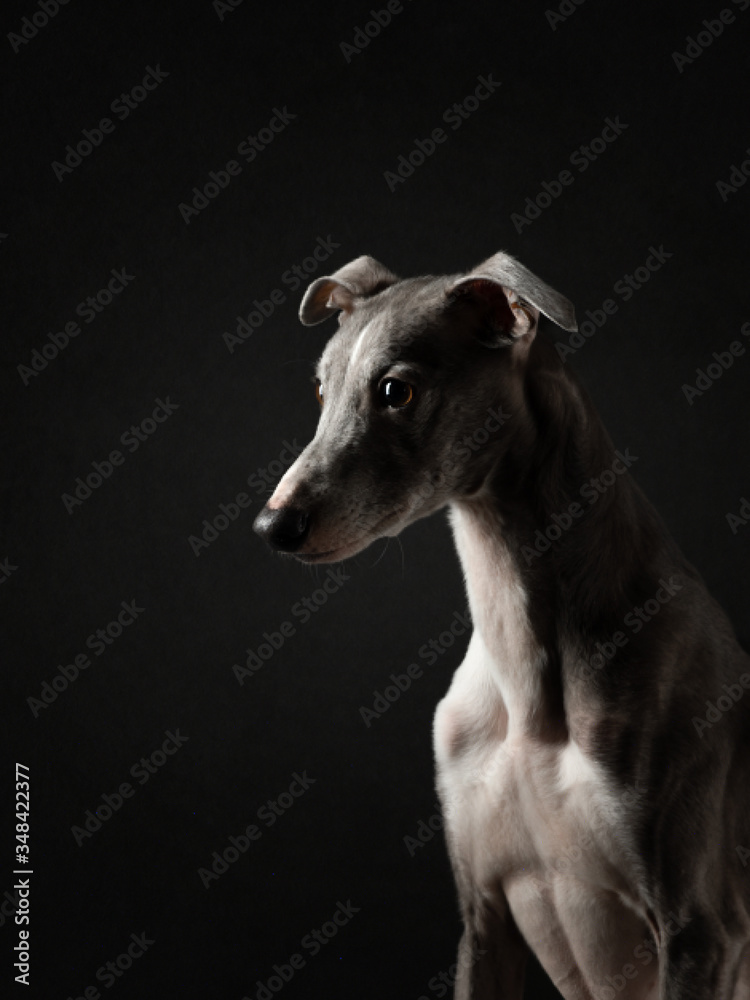Portrait of a dog on a dark background. Funny whippet in the studio. Beautiful light Portrait of a dog on a dark background. Funny whippet in the studio. Beautiful light