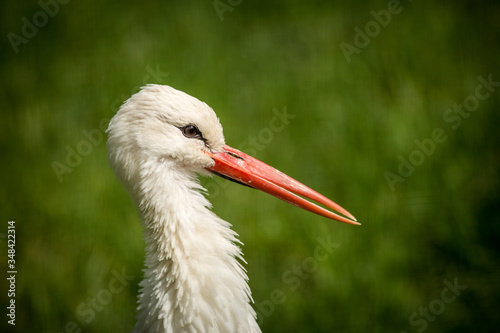 white stork portrait in nature