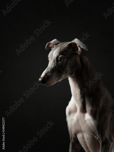 Portrait of a dog on a dark background. Funny whippet in the studio. Beautiful light