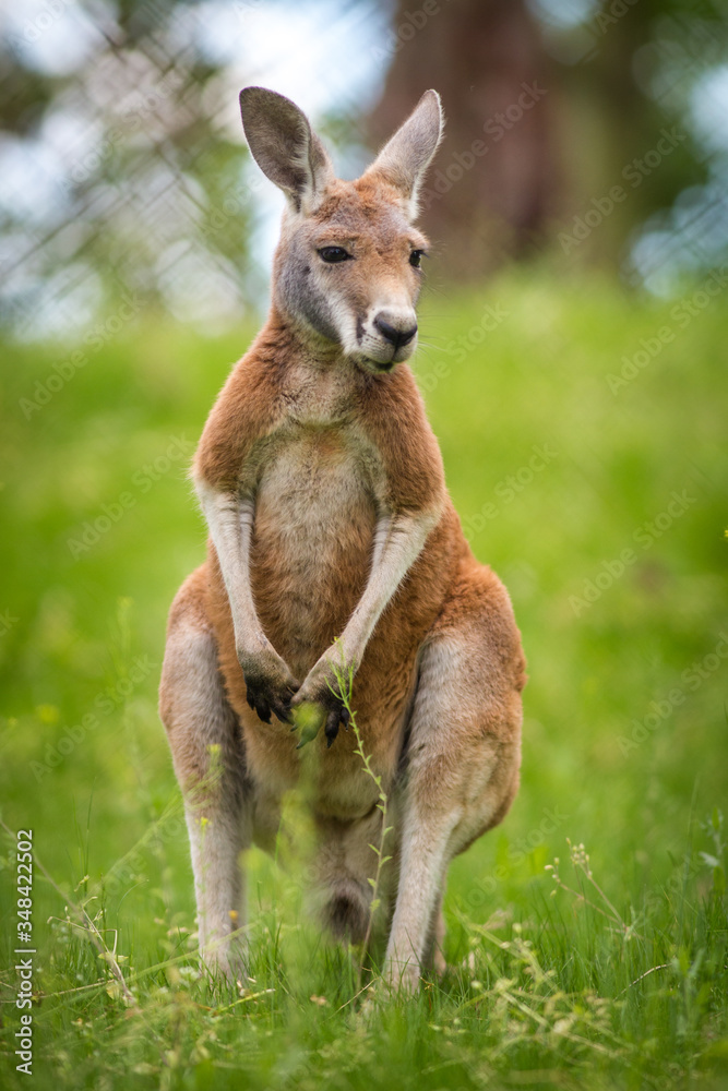 Fototapeta premium young kangaroo in the grass on pasture