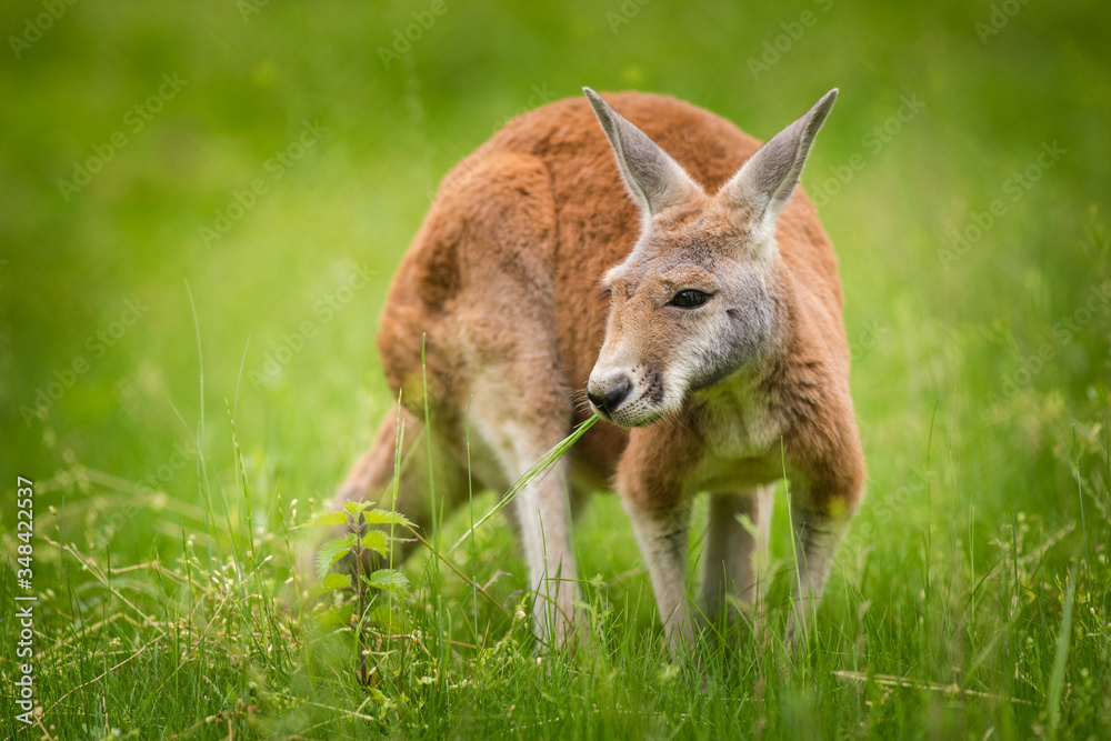 young kangaroo in the grass on pasture young kangaroo in the grass on pasture