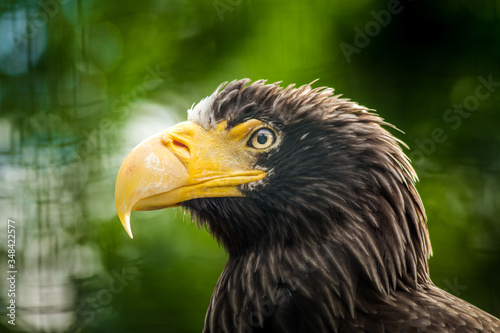 portrait of an eastern eagle