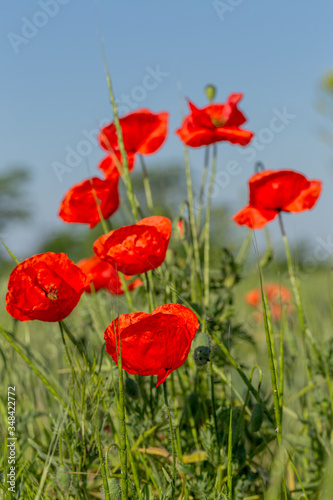 Fototapeta Naklejka Na Ścianę i Meble -  Flowers red poppies bloom in wild field. Beautiful field of red poppies with highlighted focus. Soft light. Toning. Creative Creative Processing Natural Background