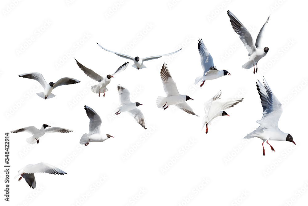 Obraz premium twelve flying black headed gulls on white