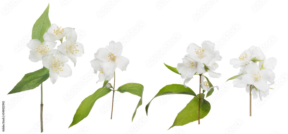 jasmine isolated four branches with large blooms