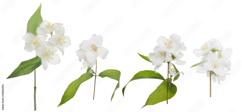 Fototapeta premium jasmine isolated four branches with large blooms