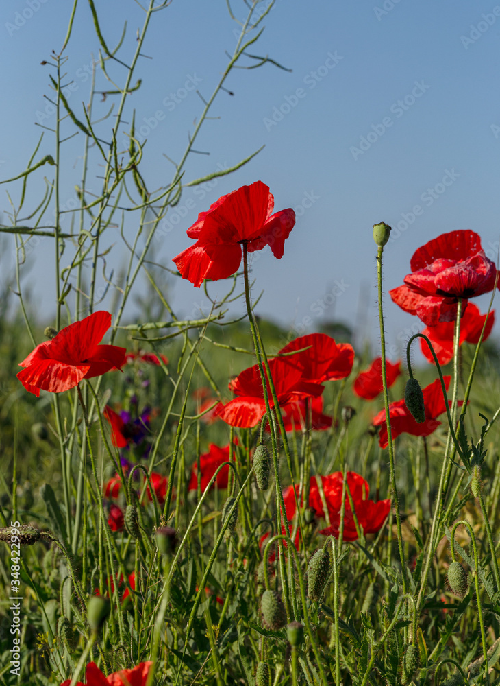 Fototapeta premium Flowers red poppies bloom in wild field. Beautiful field of red poppies with highlighted focus. Soft light. Toning. Creative Creative Processing Natural Background