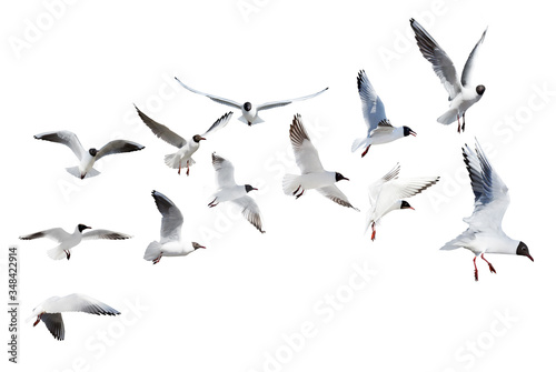 twelve flying black headed gulls on white