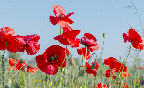 Flowers red poppies bloom in wild field. Beautiful field of red poppies with highlighted focus. Soft light. Toning. Creative Creative Processing Natural Background